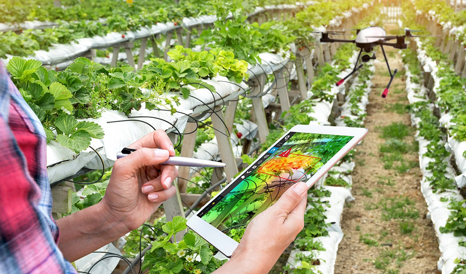Agricultora ante un cultivo.